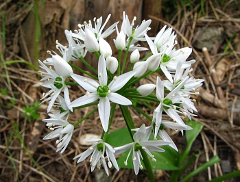 Allium_ursinum_(Bärlauch)_-_Blüte