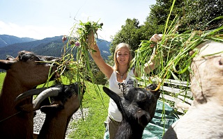 feeding goats at the Eggerhof
